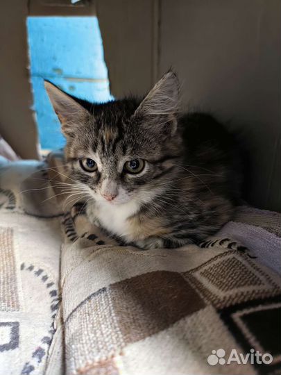 Котята в добрые руки бесплатно