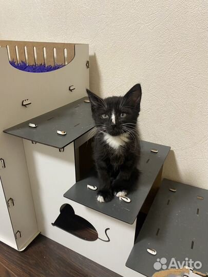 Котенок мальчик 2 месяца