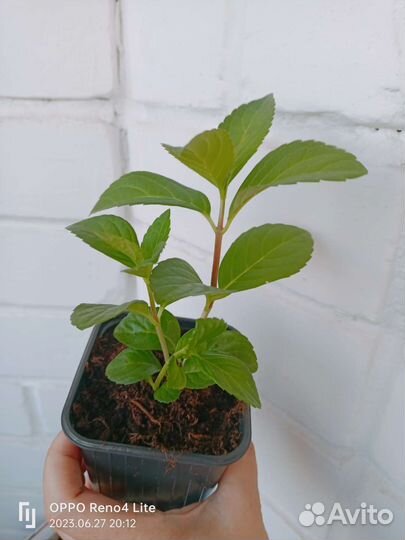 Гортензия сбежавшая невеста, френч болеро блю