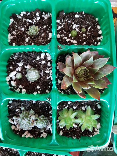 Молодило каменная роза