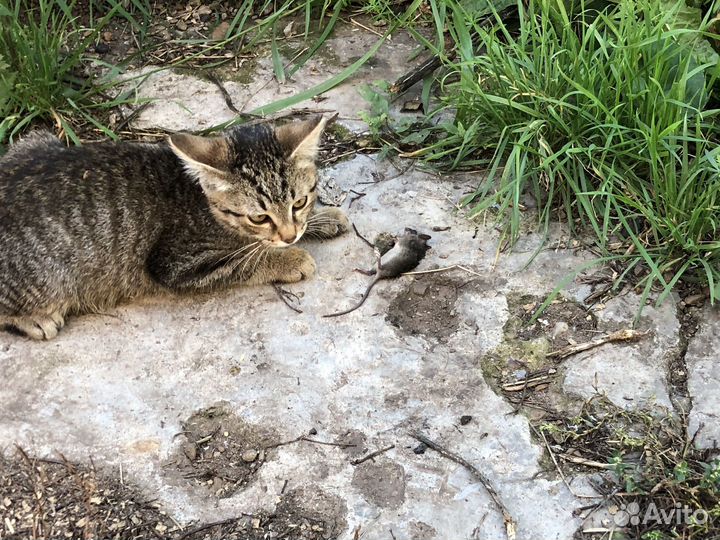 Котята мышеловы+ домик в подарок