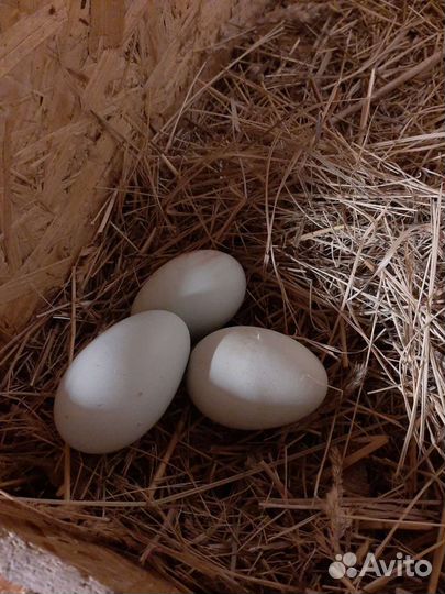 Утка мускусная, цесарка