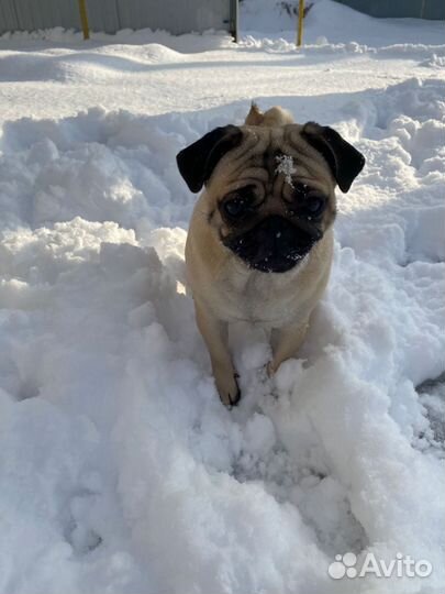 Щенки мопса