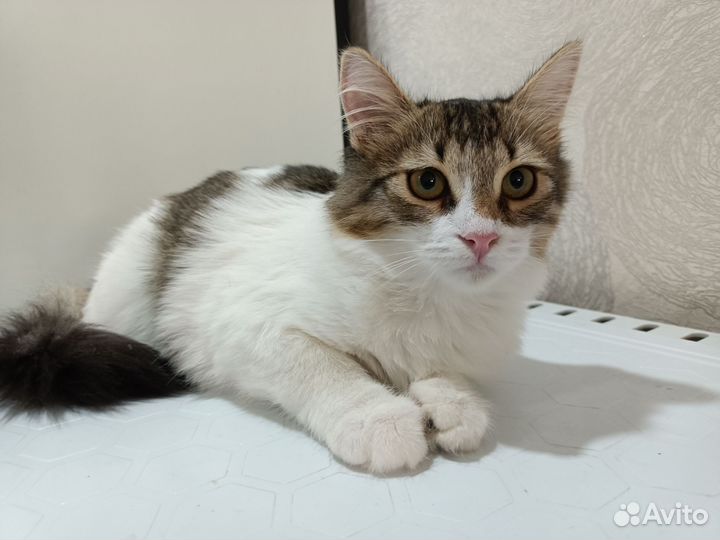 Красивая кошечка