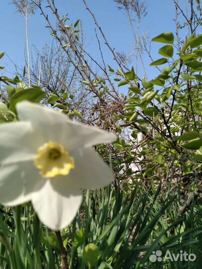 Цветы люпины,нарцыссы, ромашки