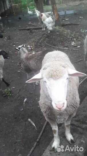 Продаются овцы и бараны звонить