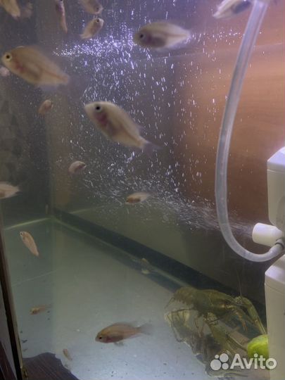 Аквариумные рыбки