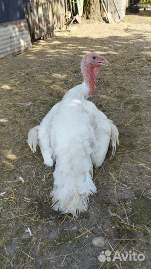 Курочки чешский доминант
