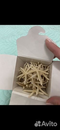 Морская звезда натуральная