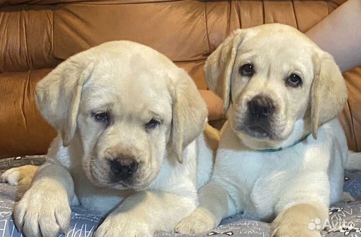 Щенки Лабрадора