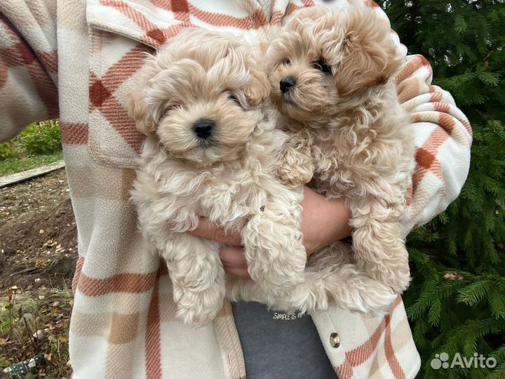 Мальтипу f1 девочка