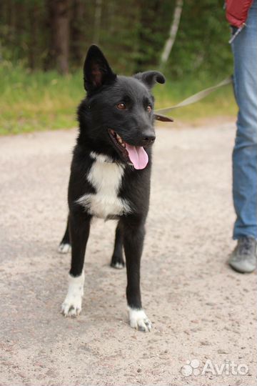 Собака Синди