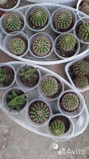 Кактусы и суккуленты