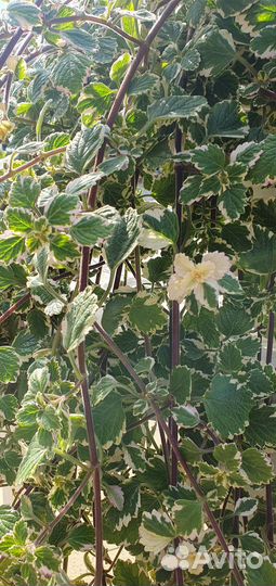 Плектрантус