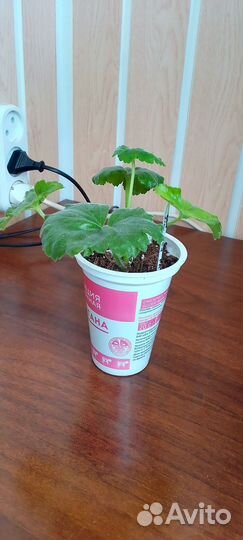 Тюльпановидная пеларгония Red Pandora