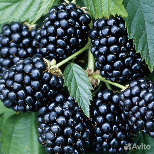 Саженцы малины и ежевики