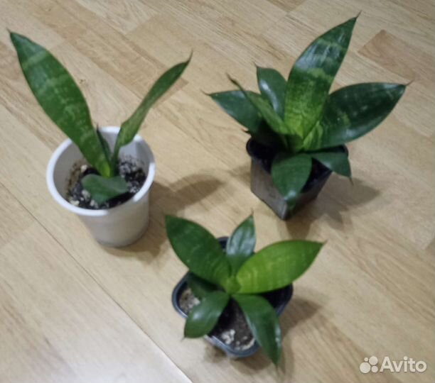 Сансевьера Щучий хвост Ханни