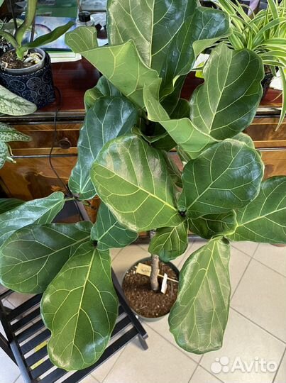 Фикус лирата на стволе