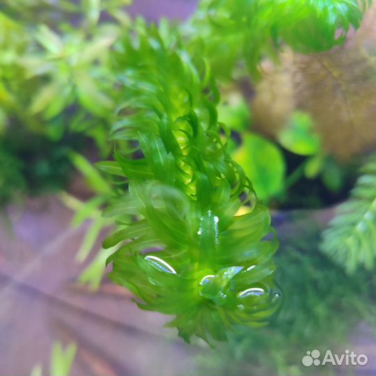 Растения для аквариума