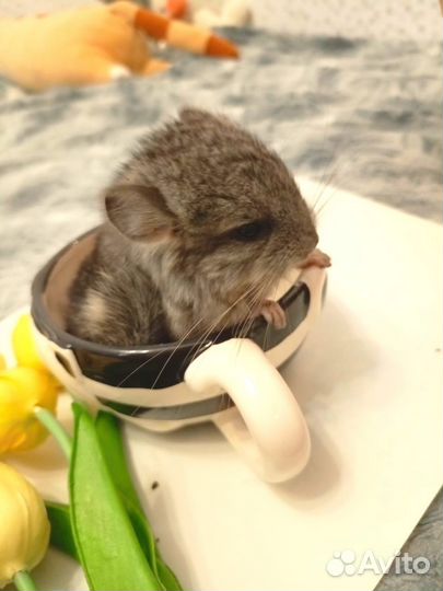 Щенки шиншиллы