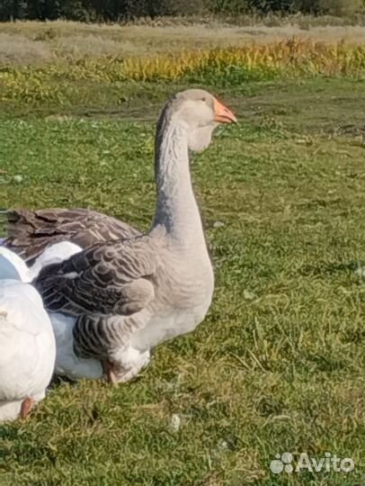 Холмогорские гуси