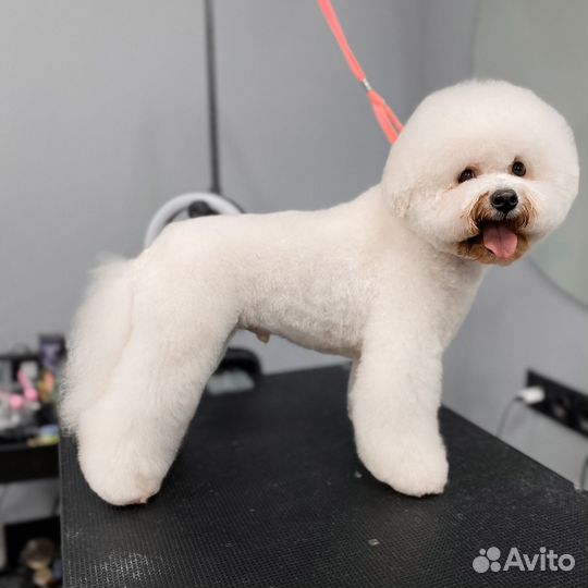 Груминг стрижка собак