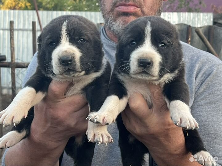 Щенки Алабая