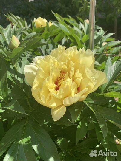 Пионы саженцы бартзелла