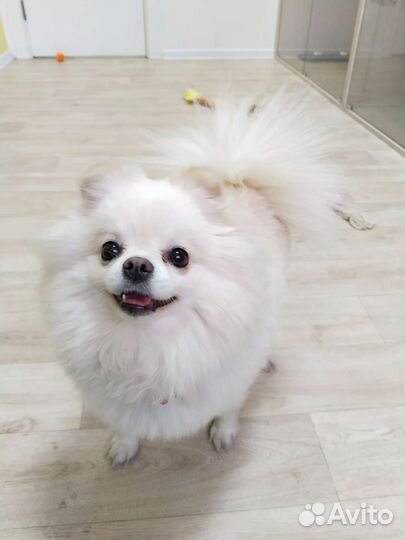 Передержка кошек, небольших собак, грызунов, птиц