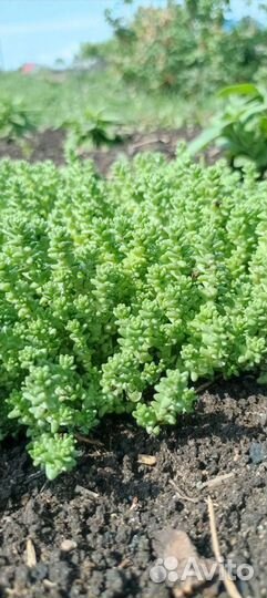 Очиток седум едкий