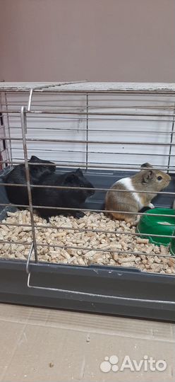 Морская свинка