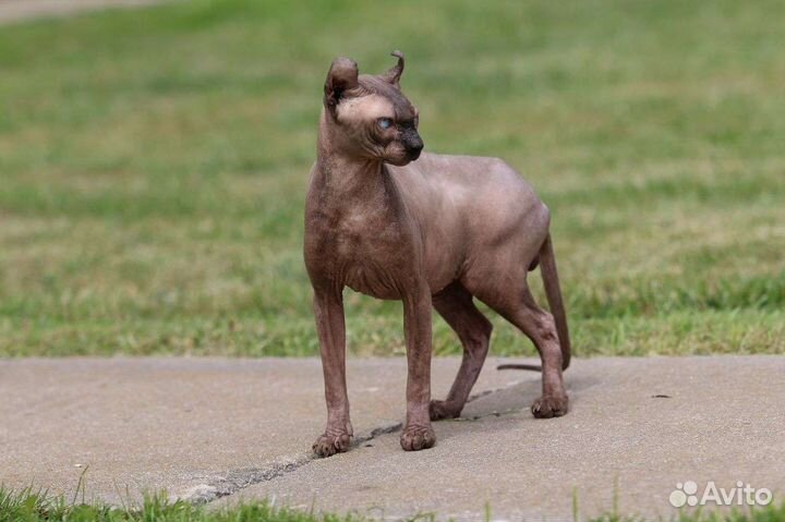 Канадский сфинкс эльф вязка