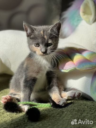 Трехцветный ласковый очаровательный котенок