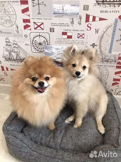 Передержка собак и кошек зоогостиница зооняня