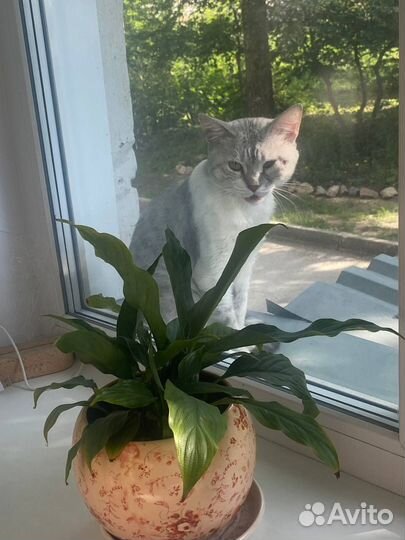 Отдам в добрые руки