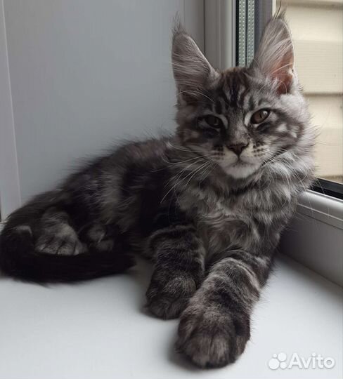 Мейн-кун мальчик