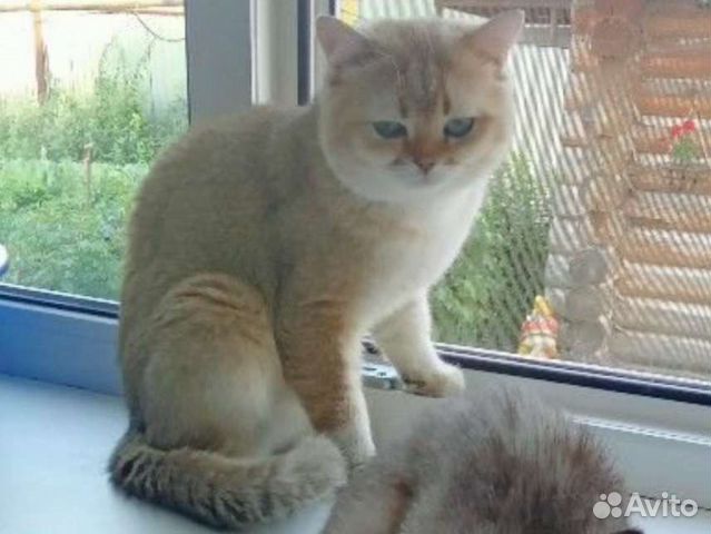 Котята манчкин(кошка такса) объявление продам
