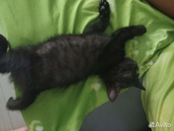 Кошка в дар бесплатно