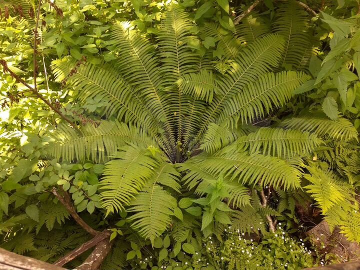 Участок 15 сот. (ИЖС)