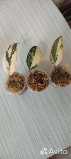 Филодендрон red emerald