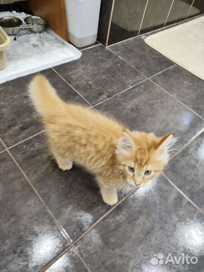 Котёнок Мейн-кун