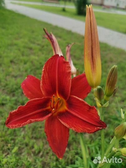 Лилейники сортовые кусты