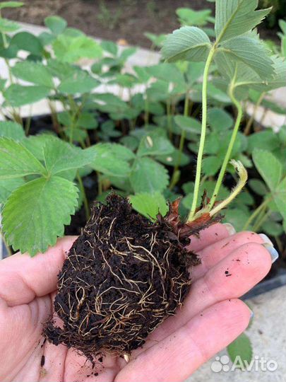 Рассада ремонтантной клубники