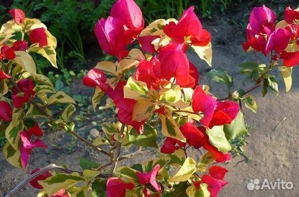 Бугенвиллии, красиво цветущие комнатные растения