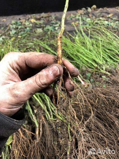 Шиповник лакса