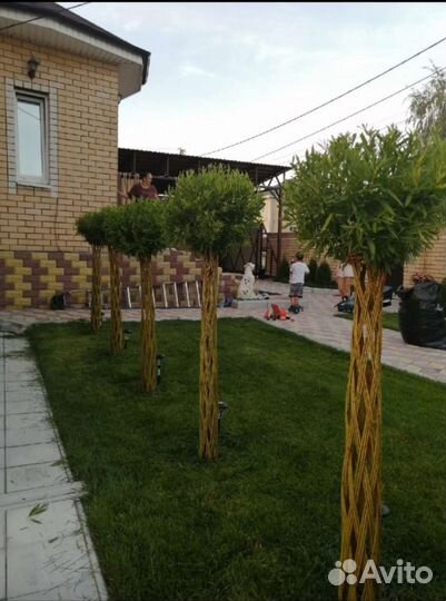 Ива плетеная