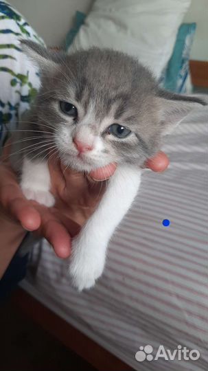 Котята метисы