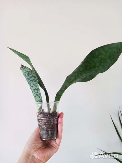 Сансевиерии разные