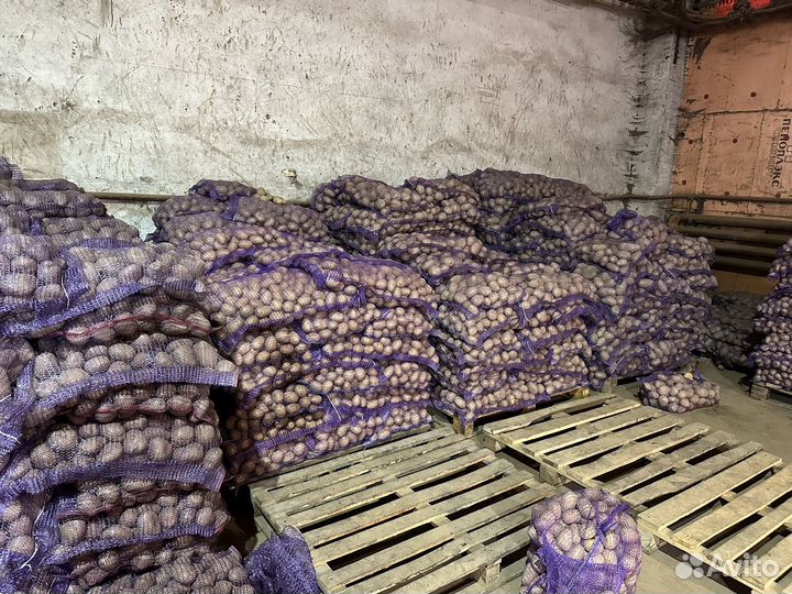 Картофель С доставкой для посадки