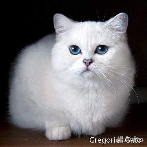 Британский белоснежный длинношерстный мальчик